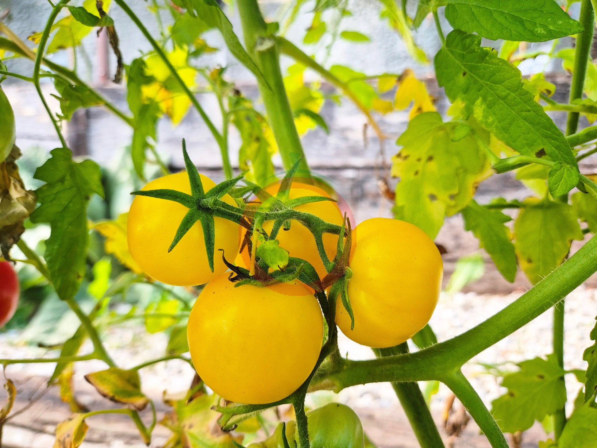 Poma Amoris Minora Lutea DER TOMATENFLÜSTERER