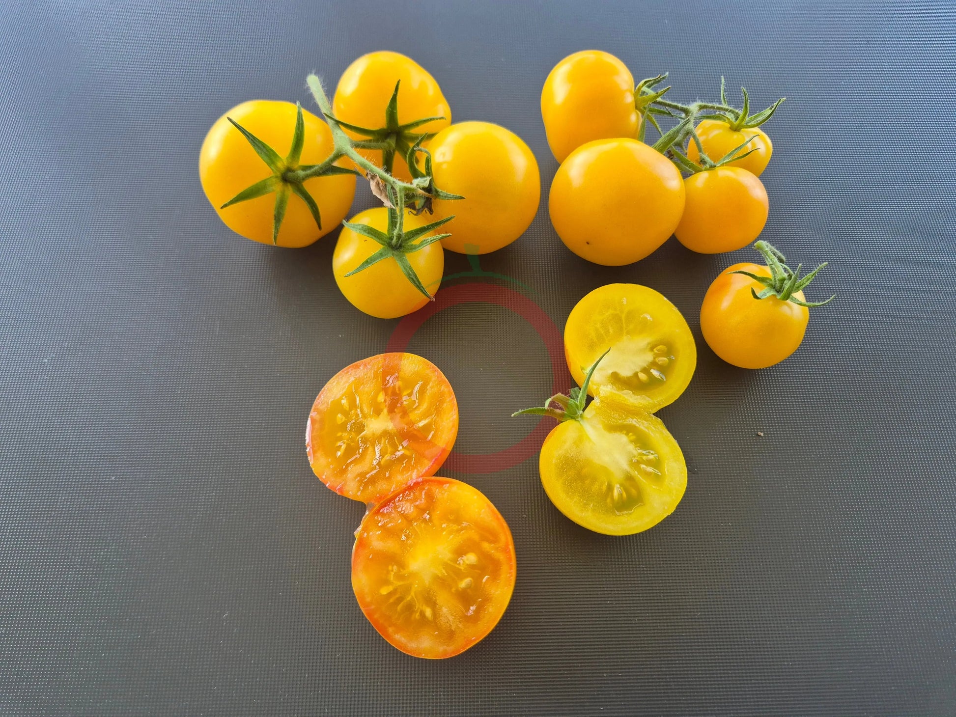 Poma Amoris Minora Lutea DER TOMATENFLÜSTERER