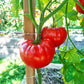 Pomodore Toskana DER TOMATENFLÜSTERER