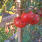 Pomodore Toskana DER TOMATENFLÜSTERER