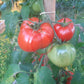 Pomodore Toskana DER TOMATENFLÜSTERER