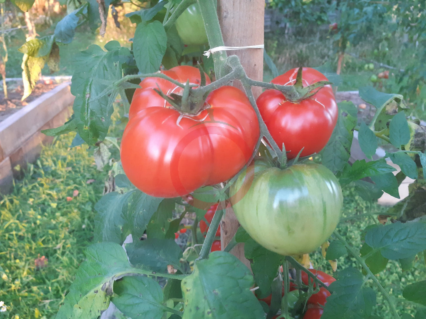 Pomodore Toskana DER TOMATENFLÜSTERER