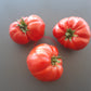 Pomodore Toskana DER TOMATENFLÜSTERER