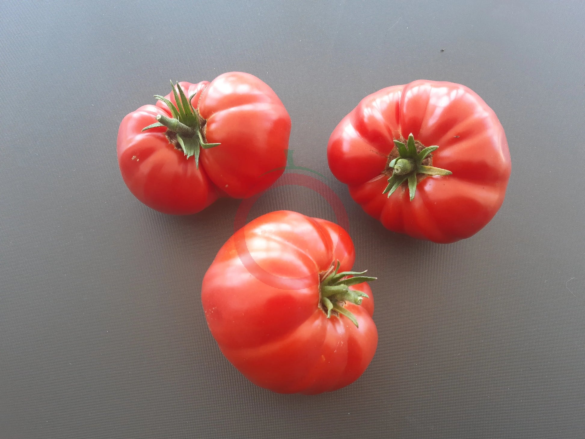 Pomodore Toskana DER TOMATENFLÜSTERER