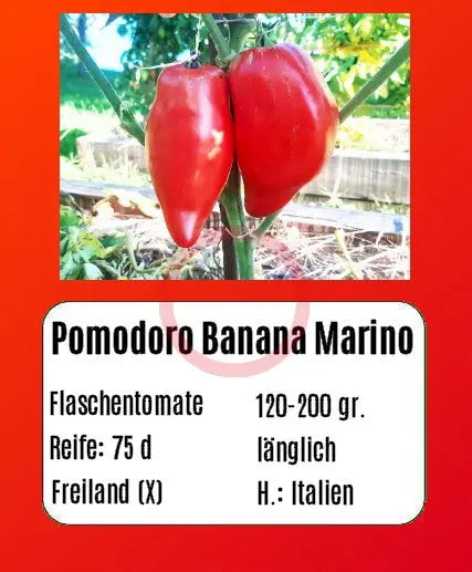Pomodoro Banana Marino DER TOMATENFLÜSTERER