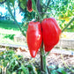Pomodoro Banana Marino DER TOMATENFLÜSTERER