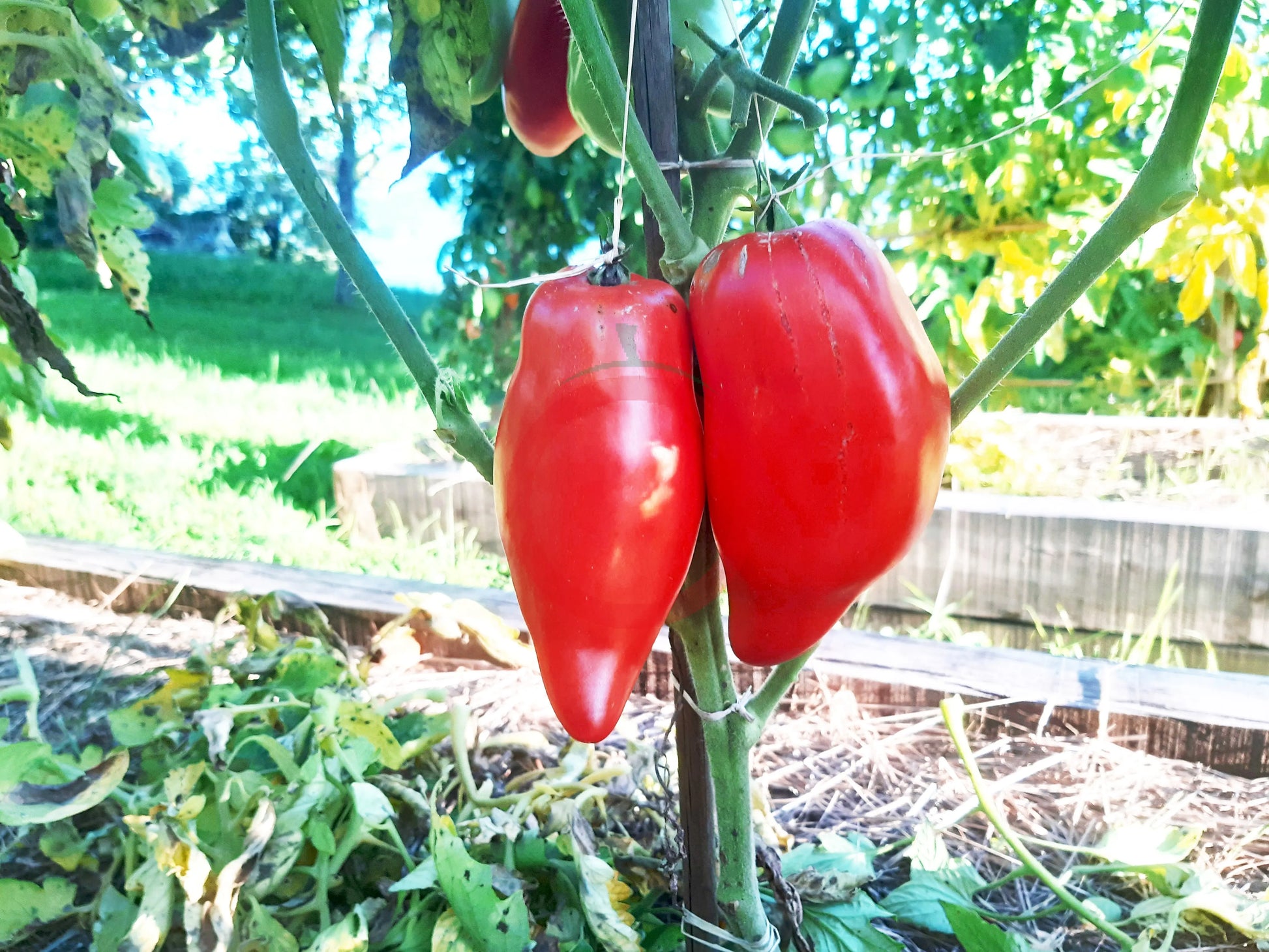 Pomodoro Banana Marino DER TOMATENFLÜSTERER