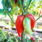 Pomodoro Banana Marino DER TOMATENFLÜSTERER