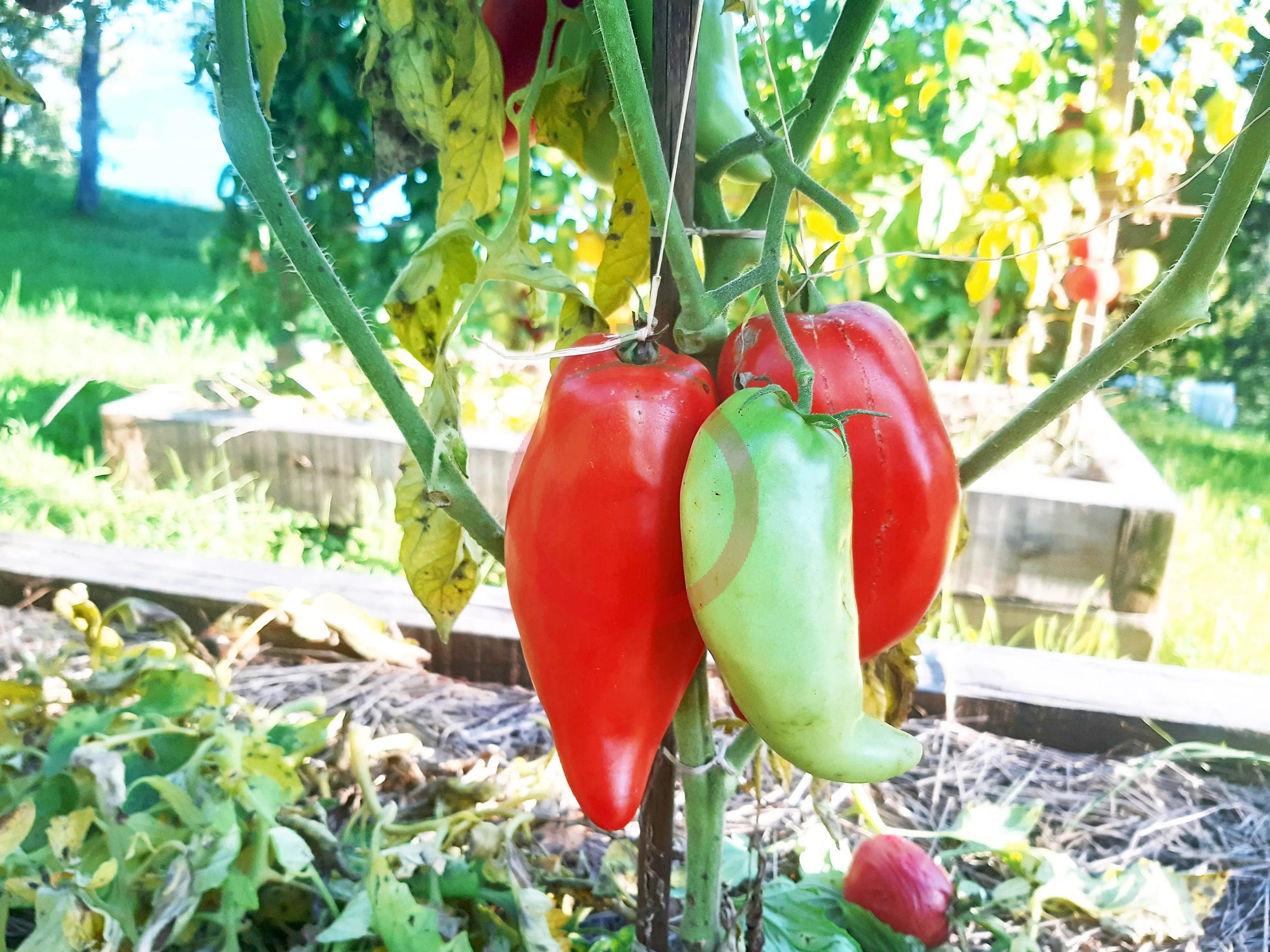 Pomodoro Banana Marino DER TOMATENFLÜSTERER