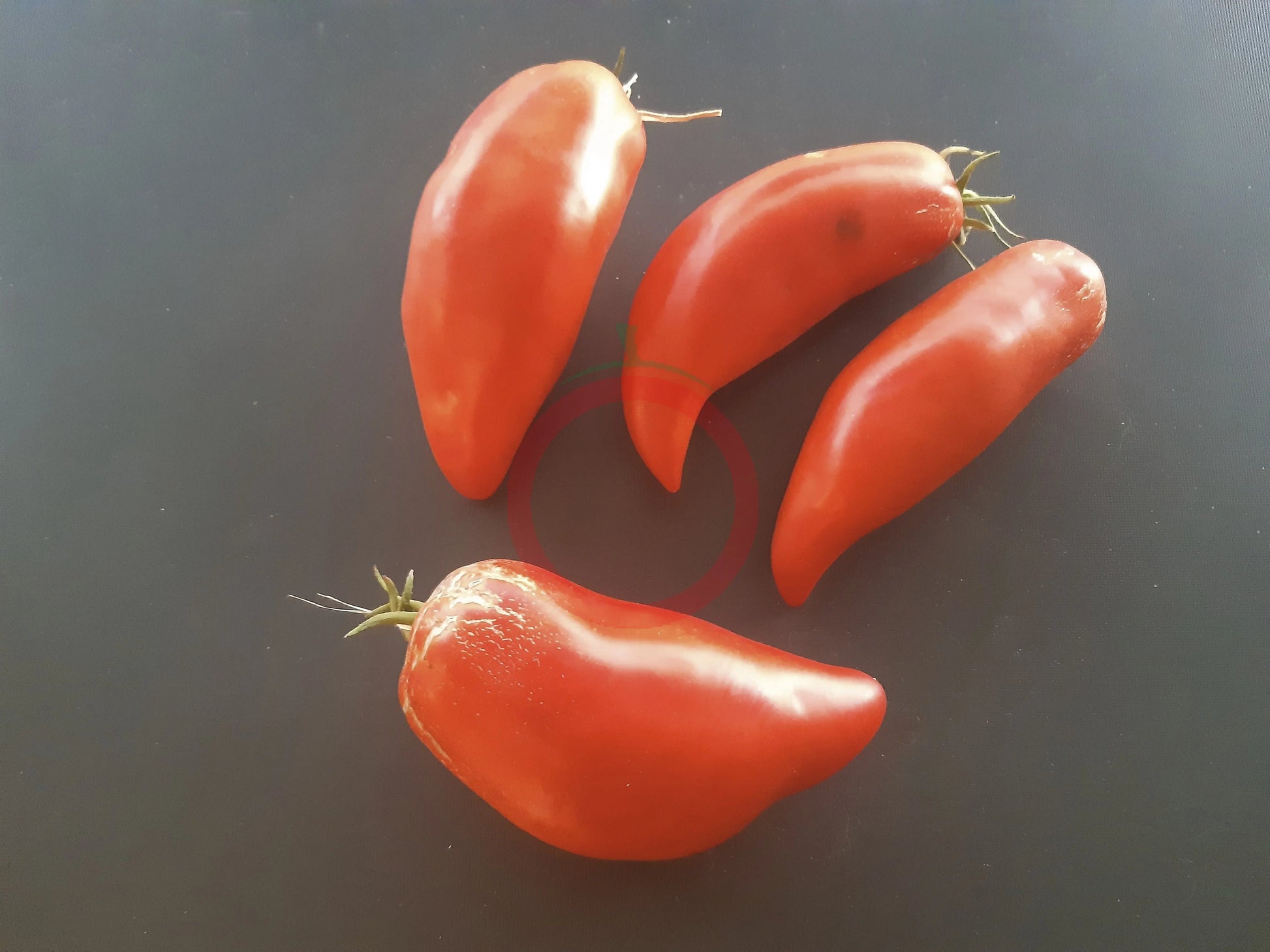 Pomodoro Banana Marino DER TOMATENFLÜSTERER