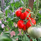 Pomodoro Gigante di Carbonara al Ticino DER TOMATENFLÜSTERER