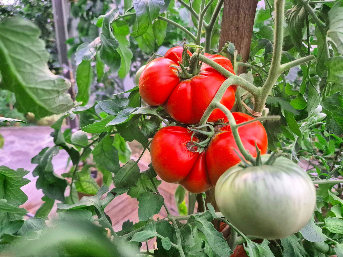 Pomodoro Gigante di Carbonara al Ticino DER TOMATENFLÜSTERER