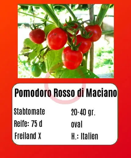 Pomodoro Rosso di Maciano DER TOMATENFLÜSTERER