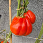 Pomodoro del Nonno di Eupilio DER TOMATENFLÜSTERER