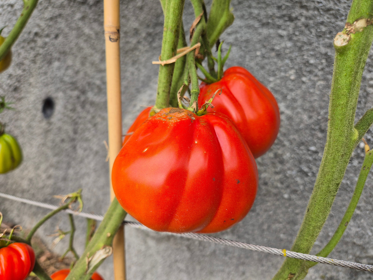 Pomodoro del Nonno di Eupilio DER TOMATENFLÜSTERER