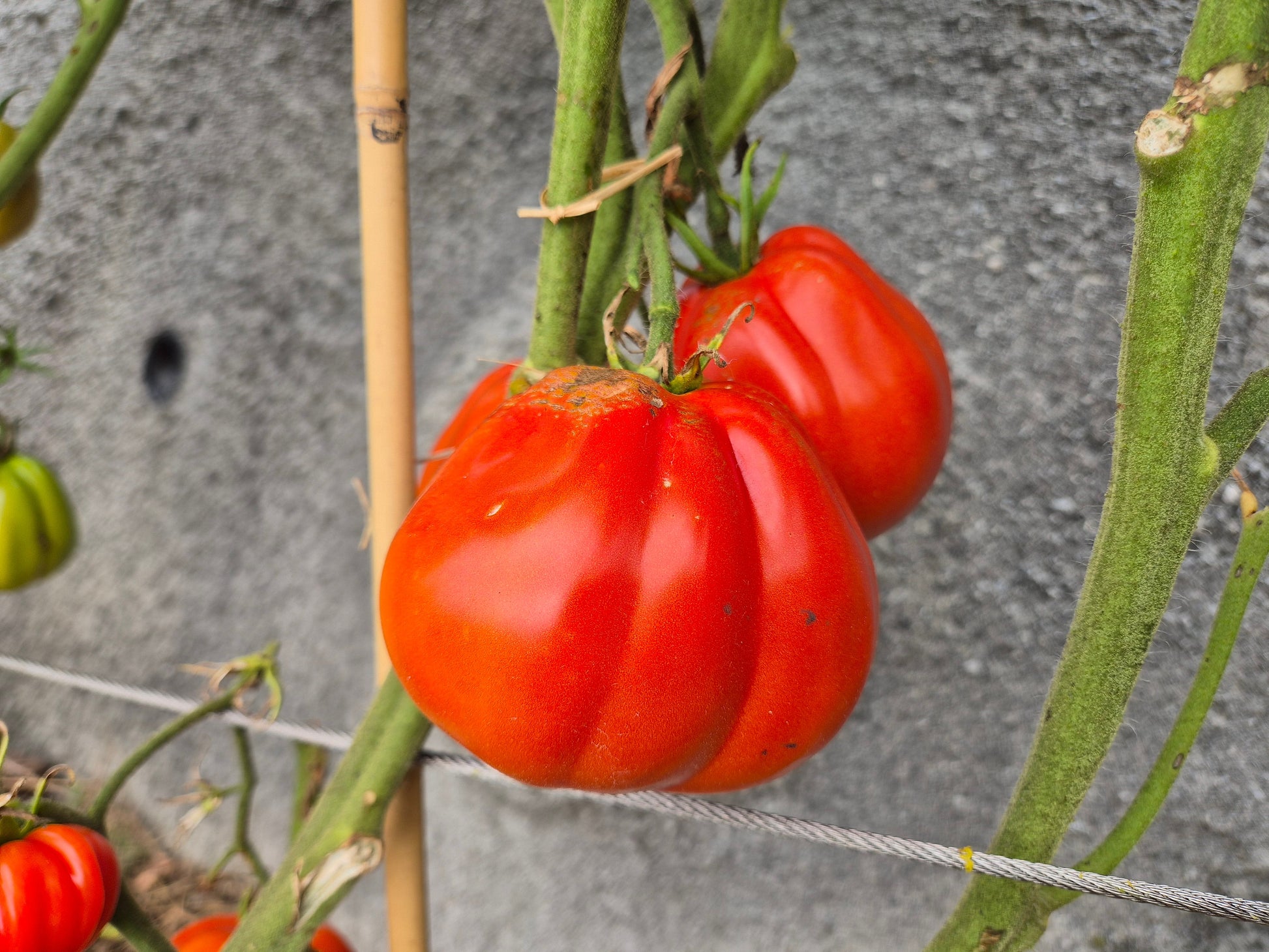 Pomodoro del Nonno di Eupilio DER TOMATENFLÜSTERER