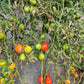 Pomodoro del Nonno di Eupilio DER TOMATENFLÜSTERER