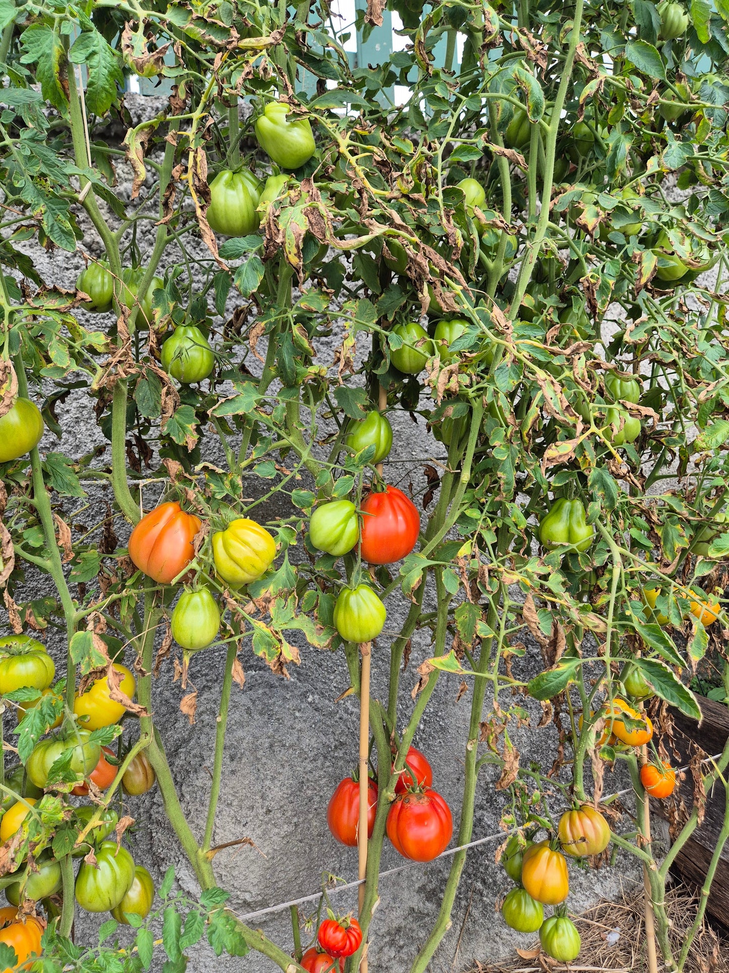 Pomodoro del Nonno di Eupilio DER TOMATENFLÜSTERER