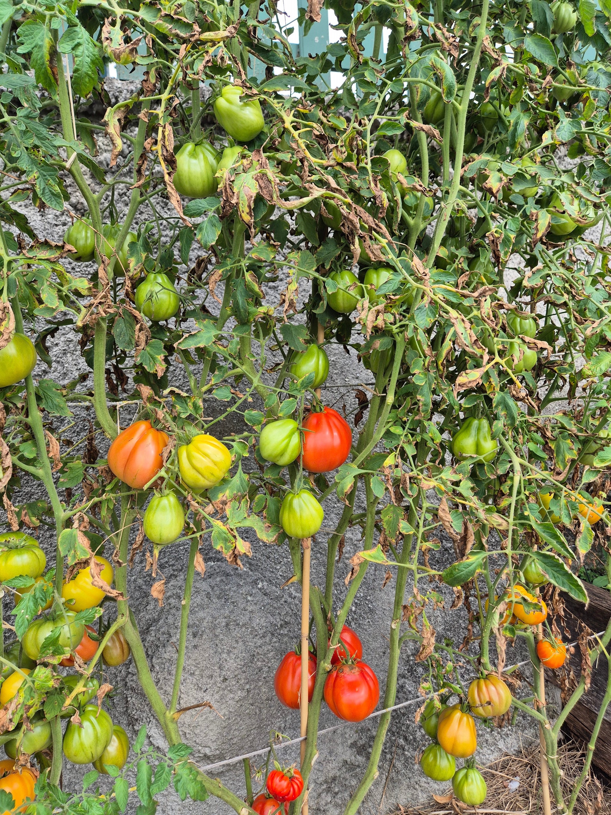 Pomodoro del Nonno di Eupilio DER TOMATENFLÜSTERER