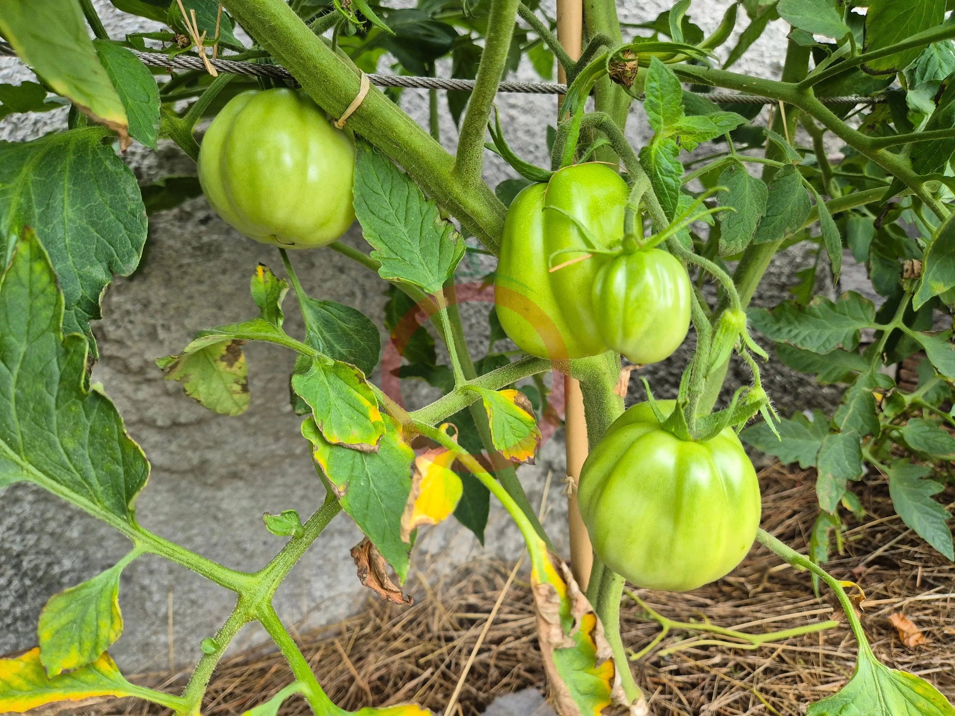 Pomodoro del Nonno di Eupilio DER TOMATENFLÜSTERER