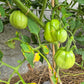 Pomodoro del Nonno di Eupilio