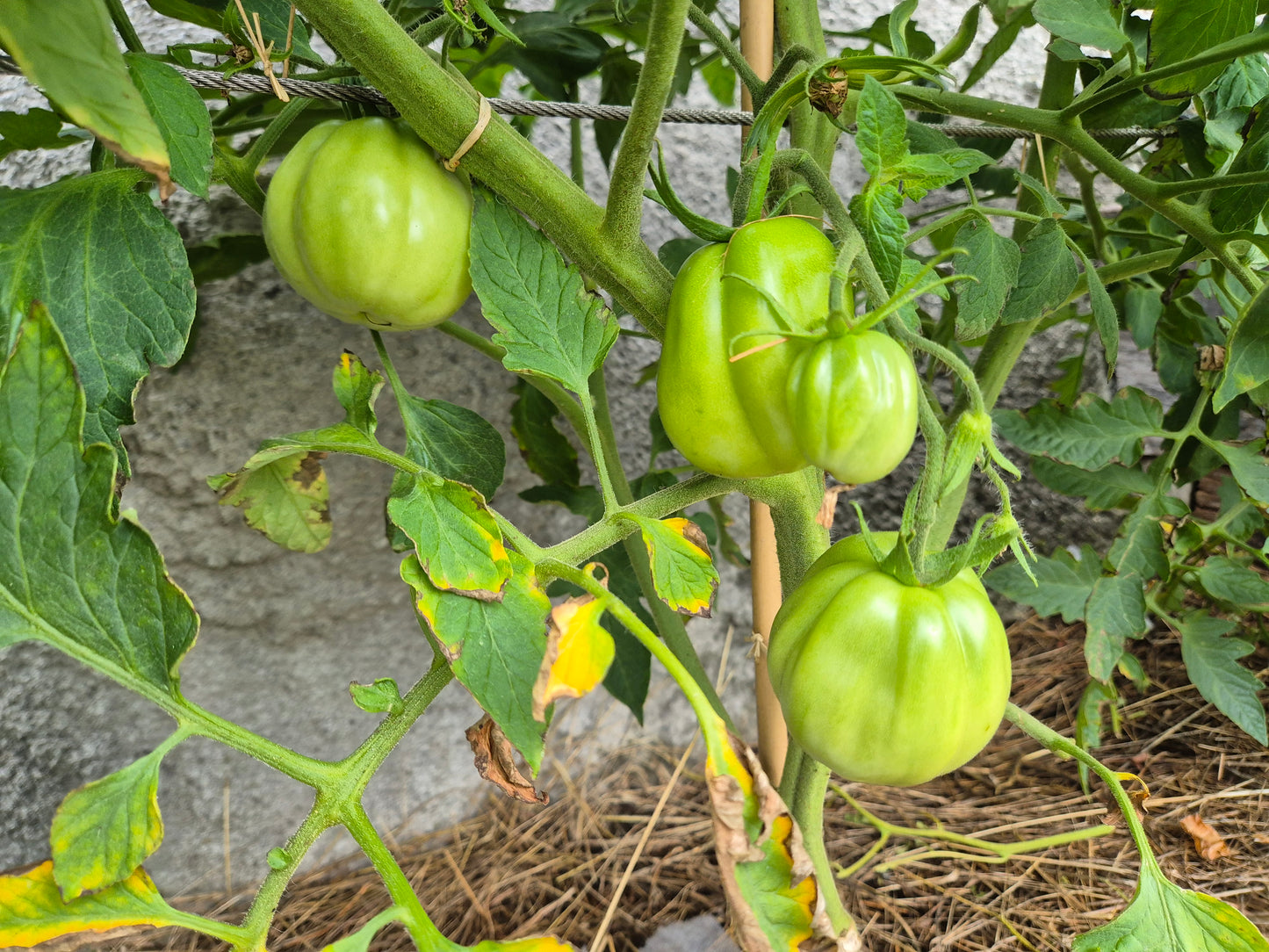 Pomodoro del Nonno di Eupilio