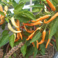 Portokoleva Fifironka DER TOMATENFLÜSTERER