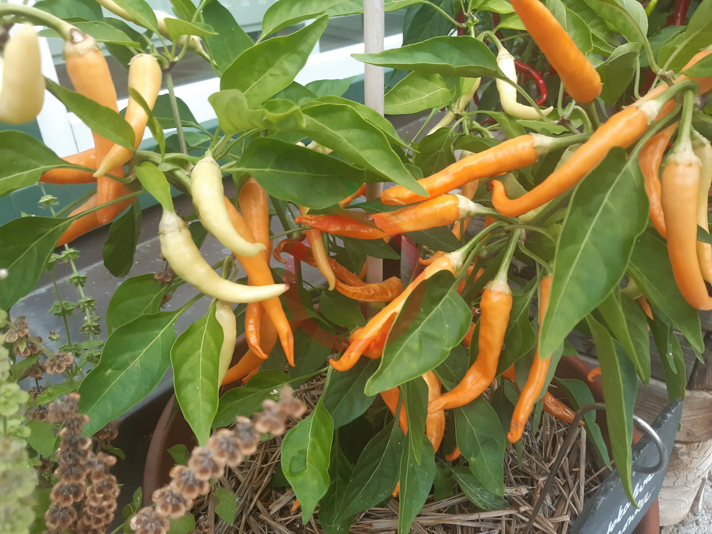 Portokoleva Fifironka DER TOMATENFLÜSTERER