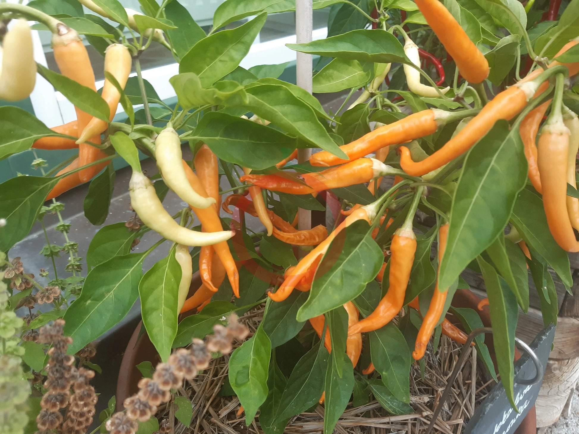 Portokoleva Fifironka DER TOMATENFLÜSTERER