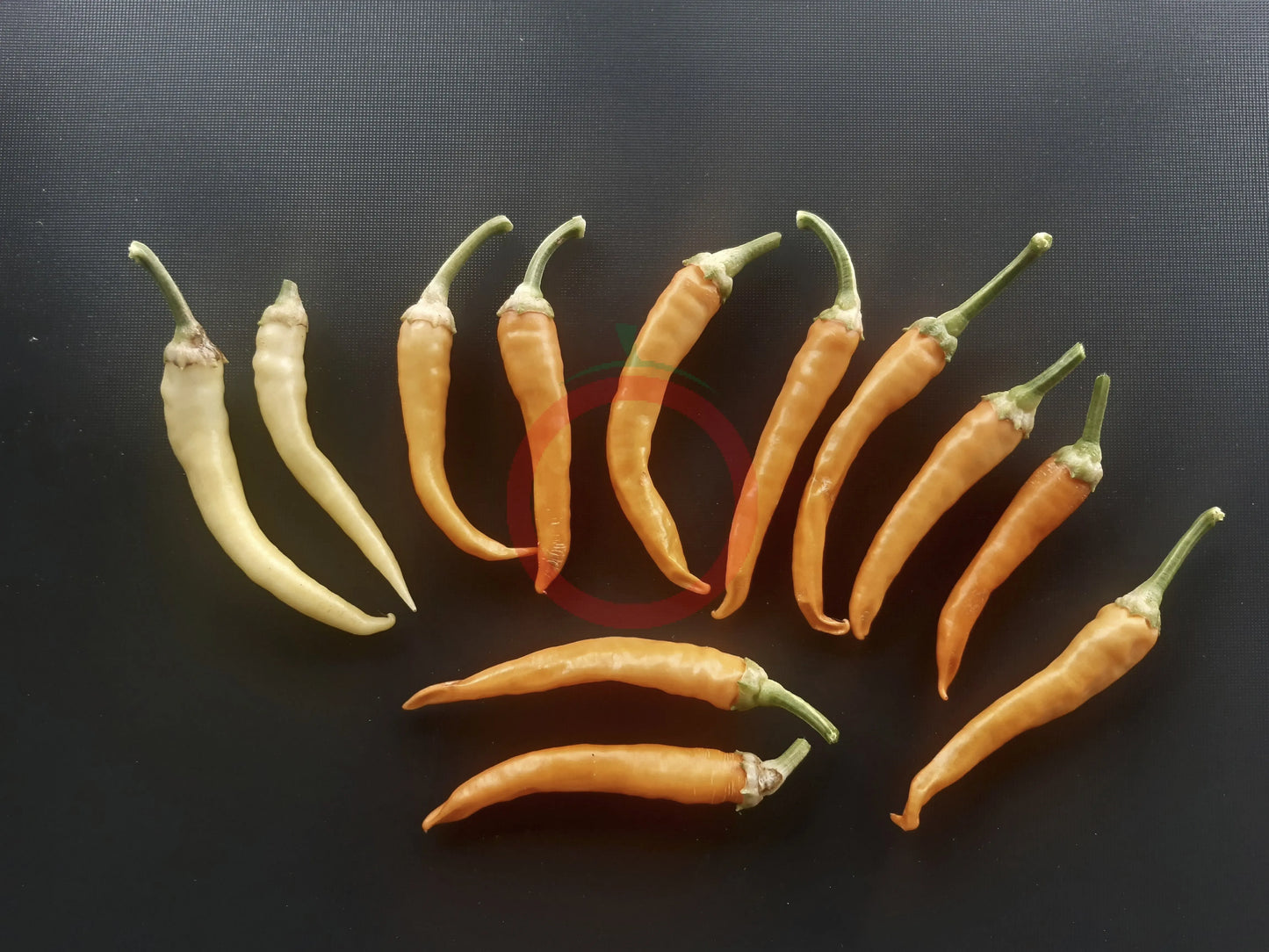 Portokoleva Fifironka DER TOMATENFLÜSTERER