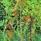 Post Office Spoonful DER TOMATENFLÜSTERER