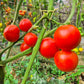 Potager de Vilvorde DER TOMATENFLÜSTERER