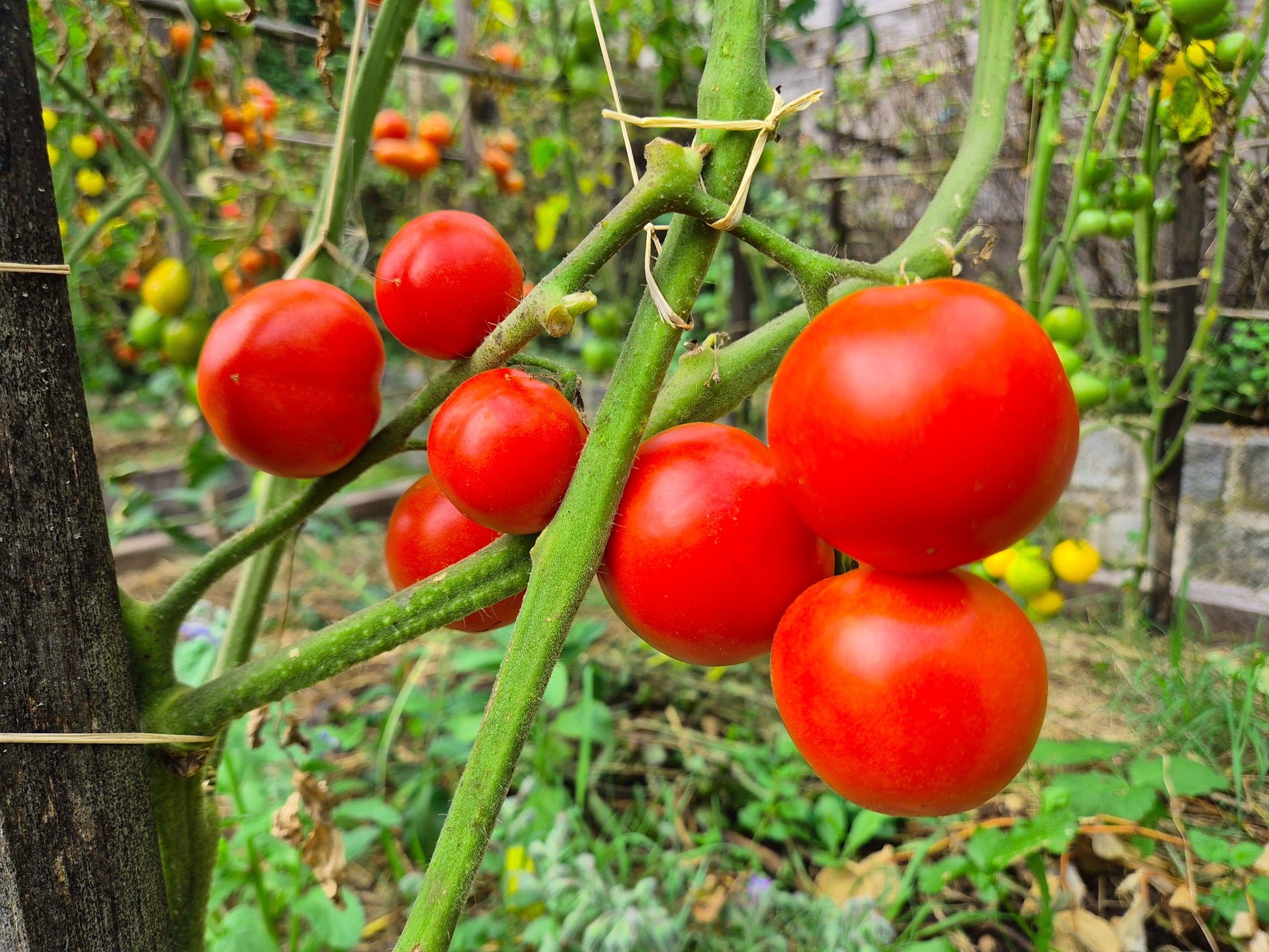 Potager de Vilvorde DER TOMATENFLÜSTERER