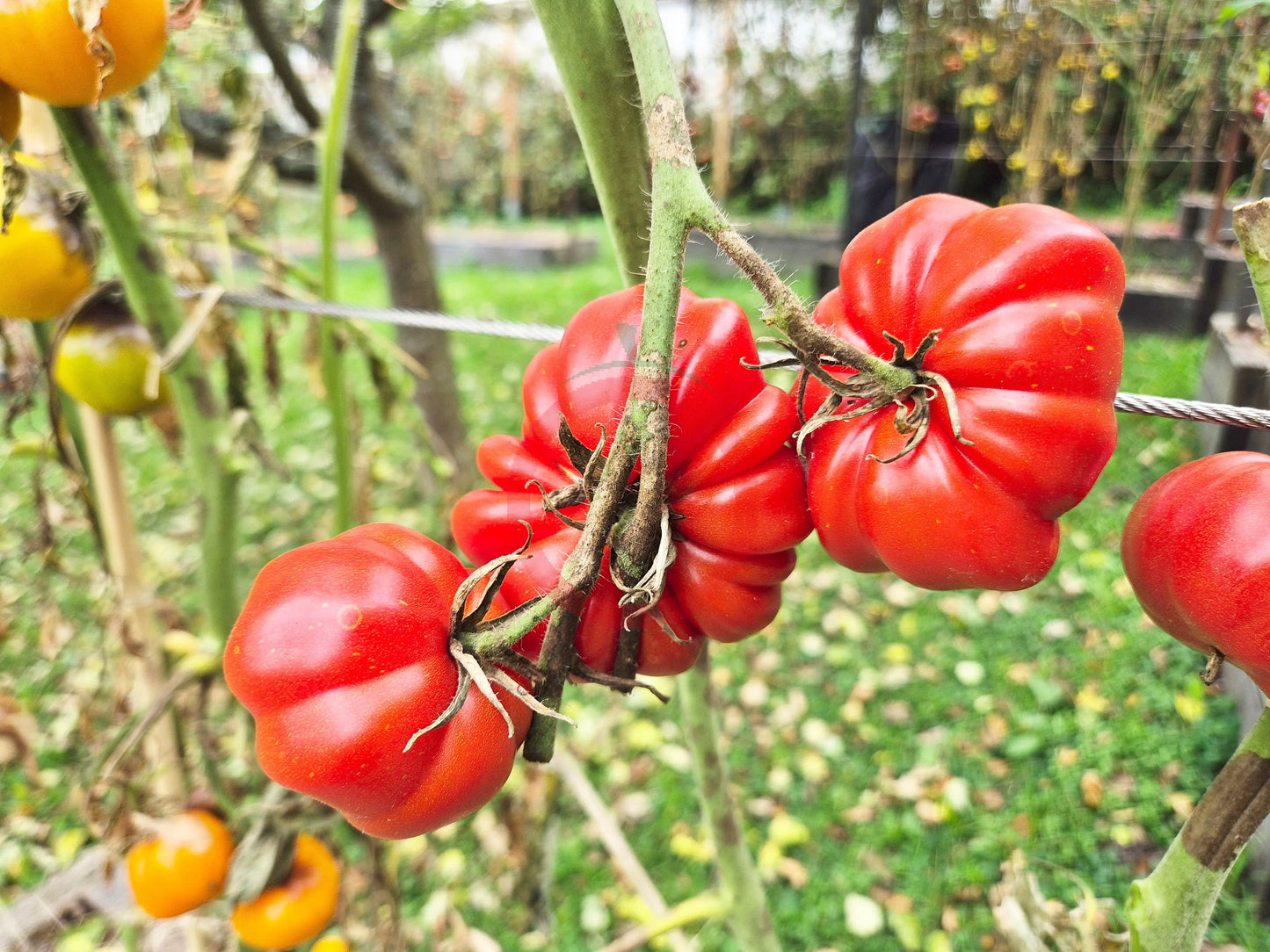 President Garfield DER TOMATENFLÜSTERER