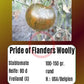 Pride of Flanders Woolly DER TOMATENFLÜSTERER