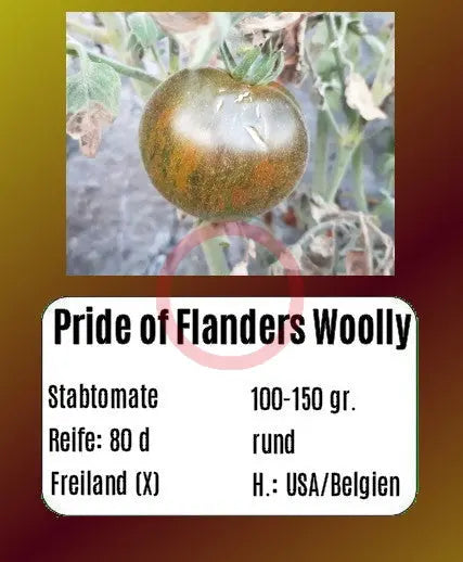 Pride of Flanders Woolly DER TOMATENFLÜSTERER