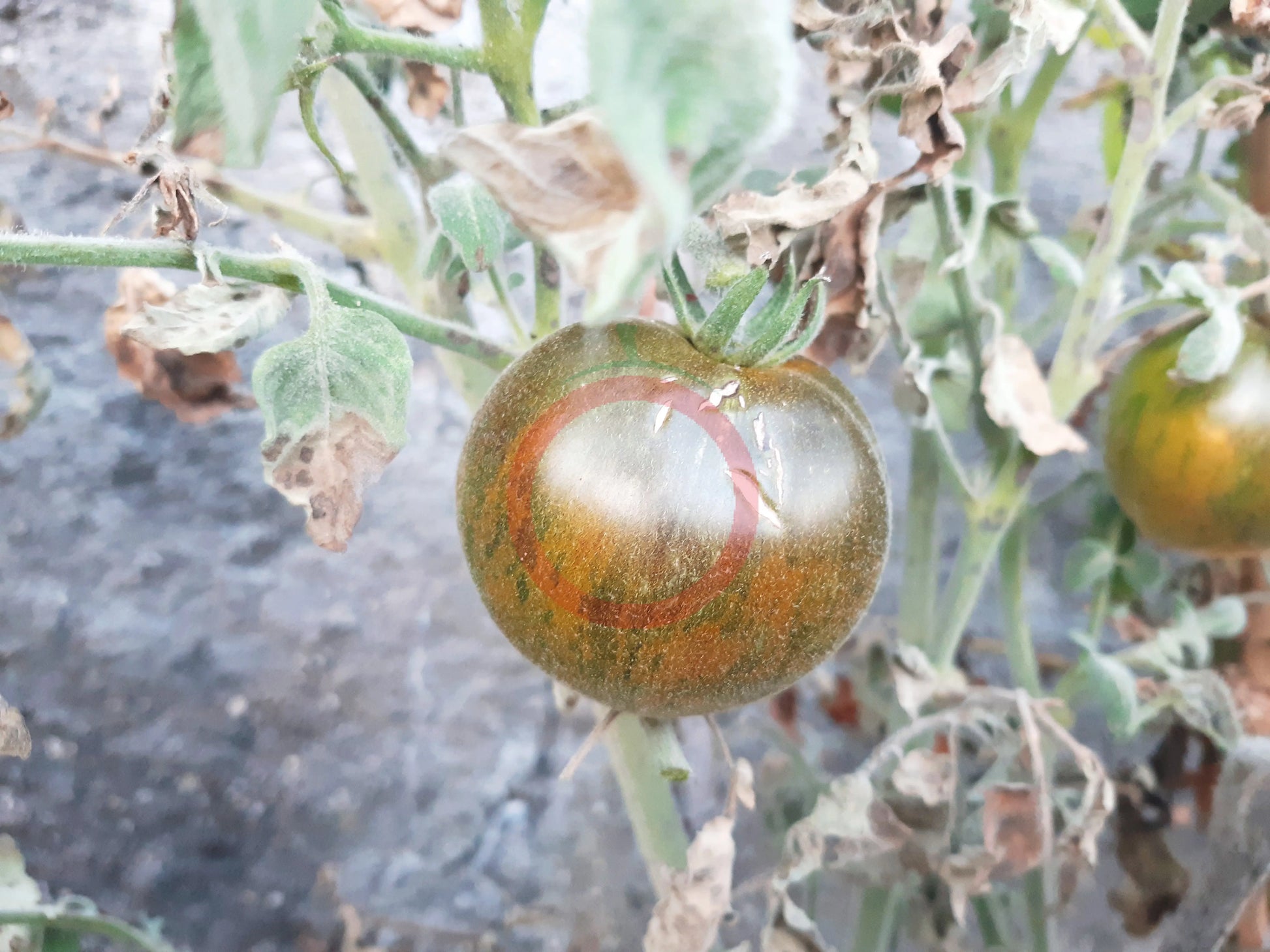 Pride of Flanders Woolly DER TOMATENFLÜSTERER