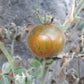 Pride of Flanders Woolly DER TOMATENFLÜSTERER