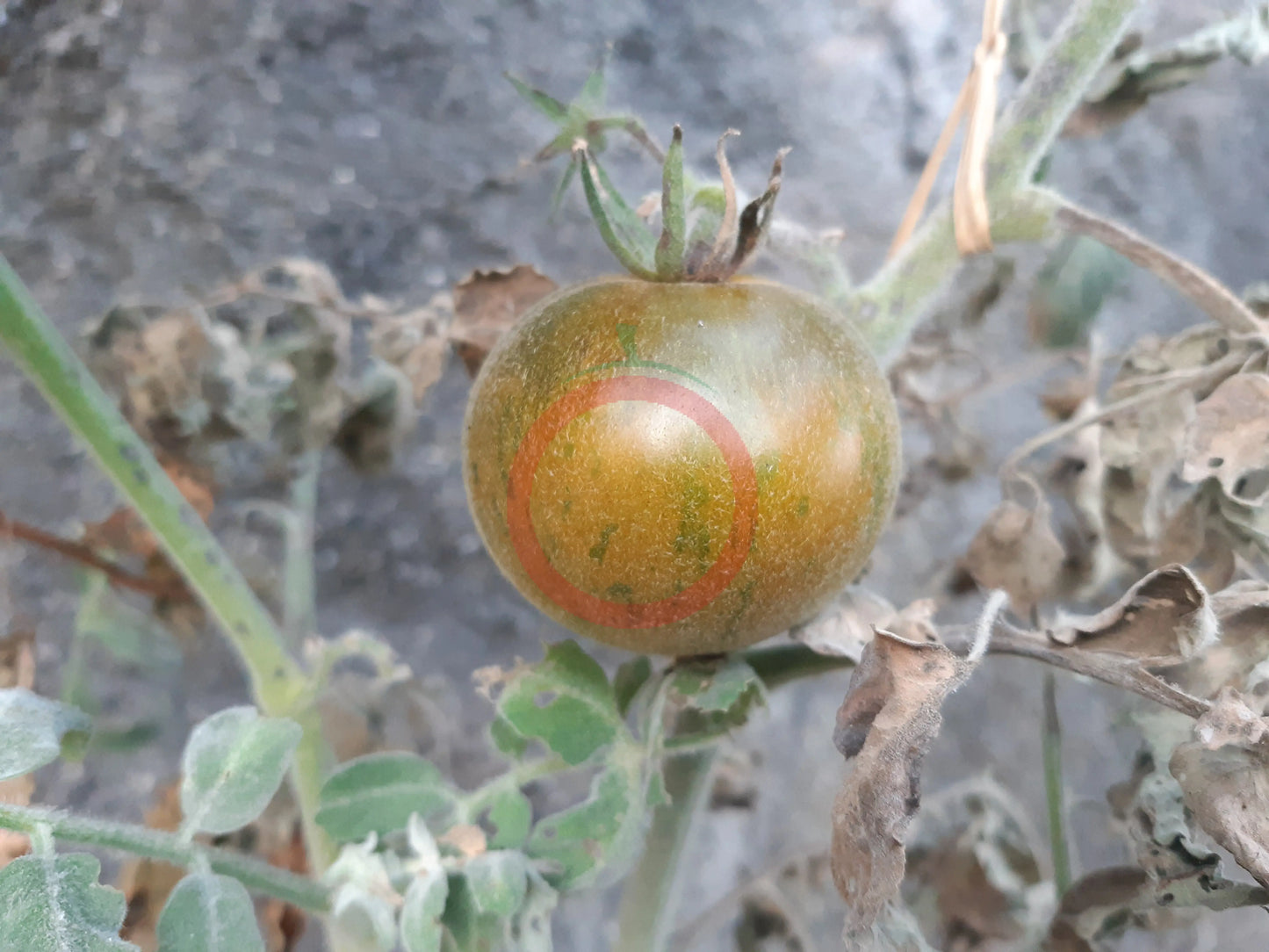 Pride of Flanders Woolly DER TOMATENFLÜSTERER