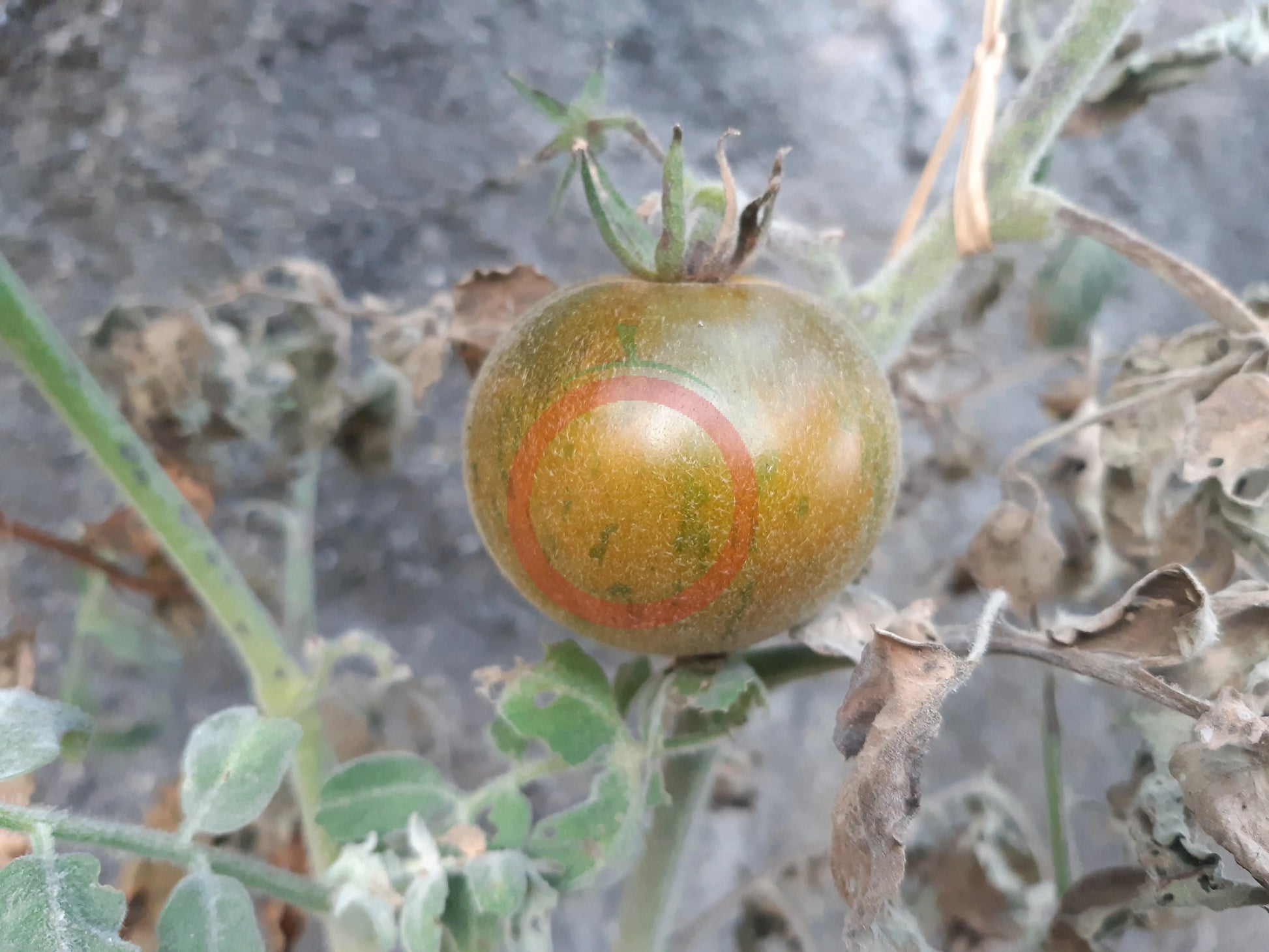 Pride of Flanders Woolly DER TOMATENFLÜSTERER