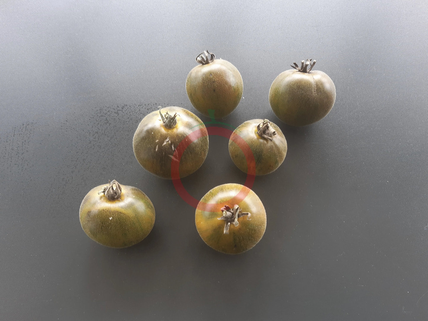 Pride of Flanders Woolly DER TOMATENFLÜSTERER
