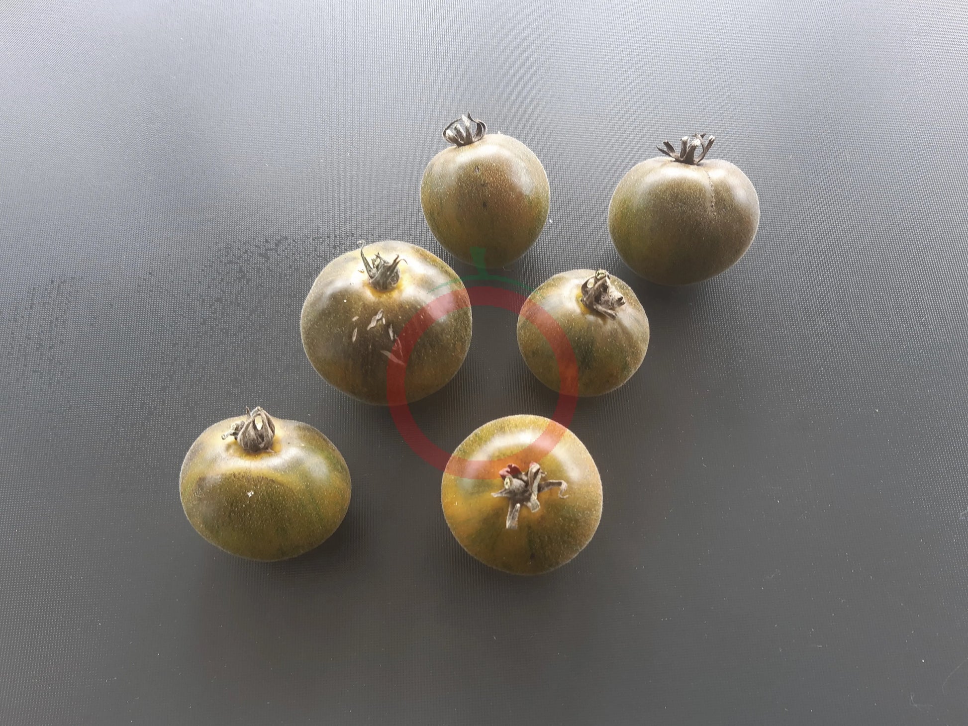 Pride of Flanders Woolly DER TOMATENFLÜSTERER
