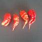 Primotalii DER TOMATENFLÜSTERER