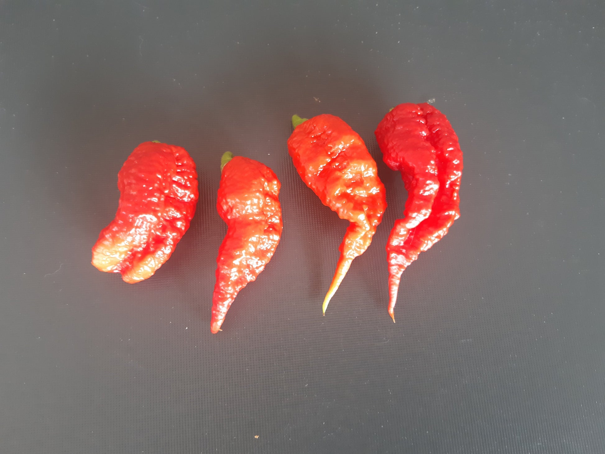 Primotalii DER TOMATENFLÜSTERER
