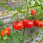 Princess Katya Pink DER TOMATENFLÜSTERER