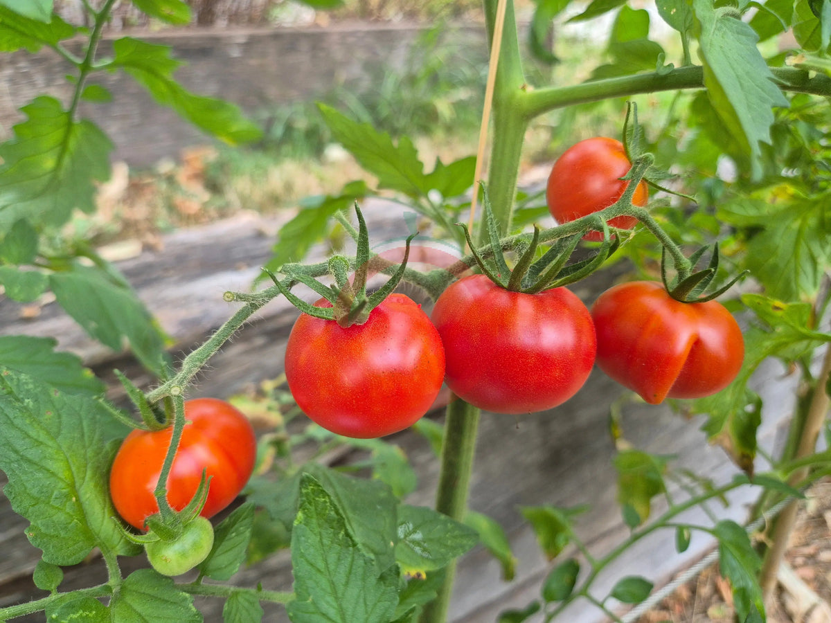 Princess Katya Pink DER TOMATENFLÜSTERER