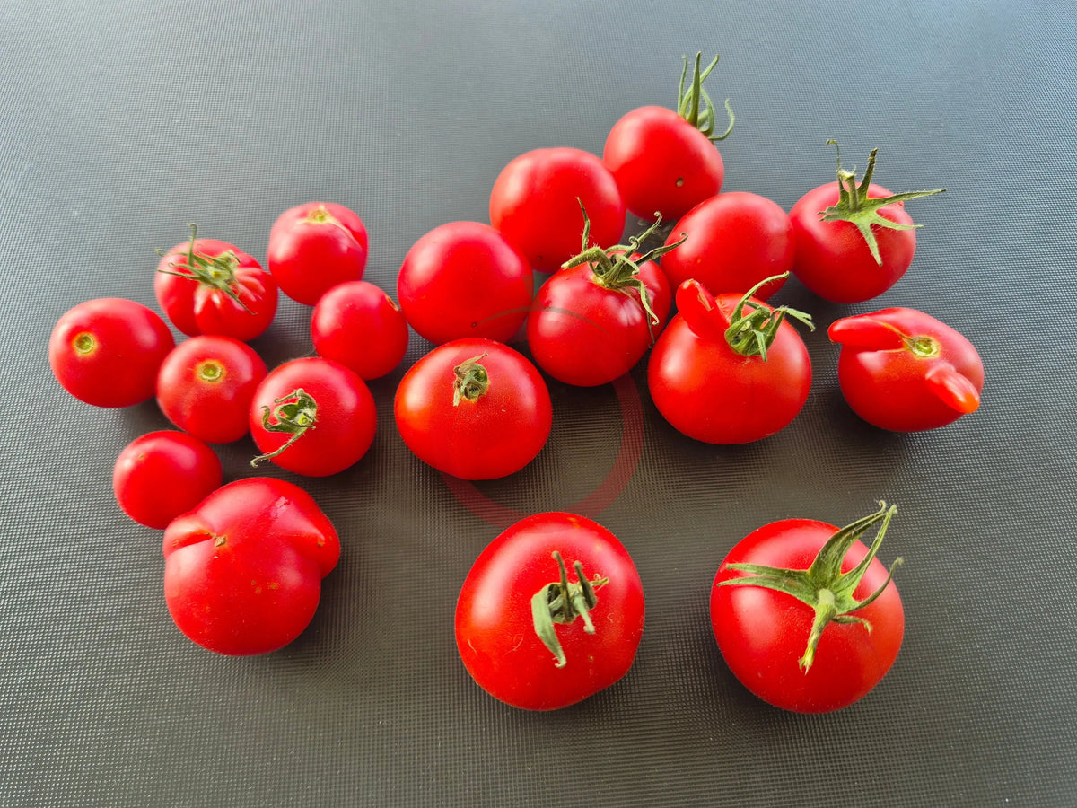 Princess Katya Pink DER TOMATENFLÜSTERER