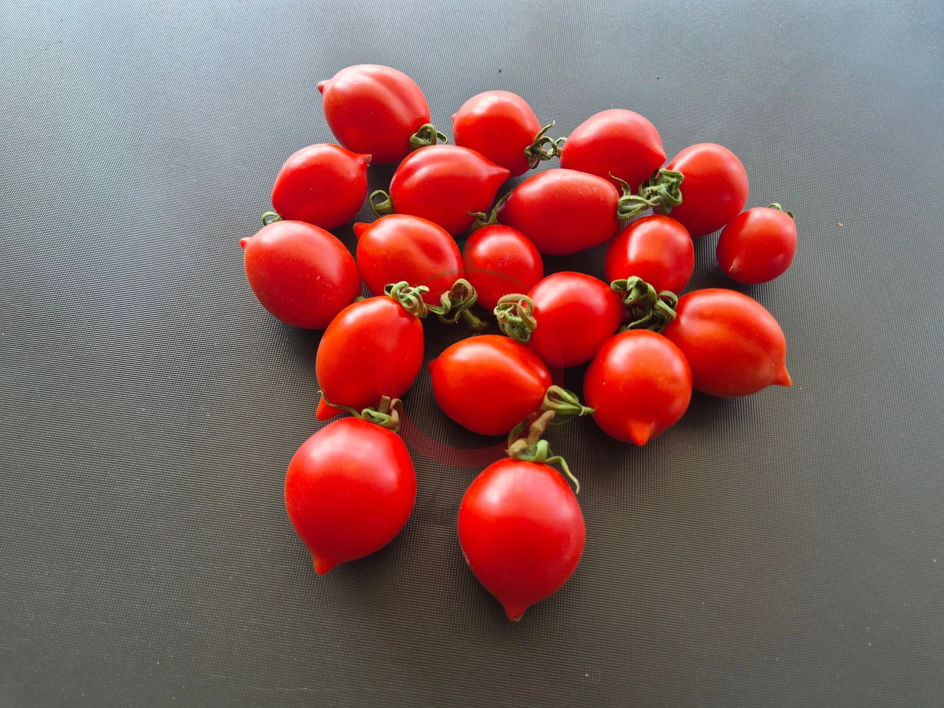 Professor Klapprotts Spitze DER TOMATENFLÜSTERER