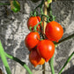 Professor Klapprotts Spitze DER TOMATENFLÜSTERER