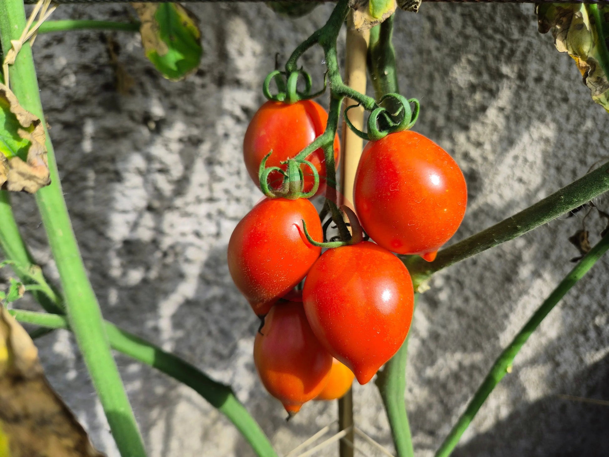 Professor Klapprotts Spitze DER TOMATENFLÜSTERER